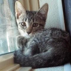 Cashmere, Baby Female Tabby