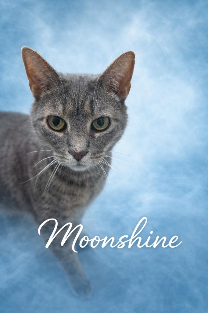 Enlarge Moonshine, a Adoptable mixed breed in Leonardtown, MD image 1/1