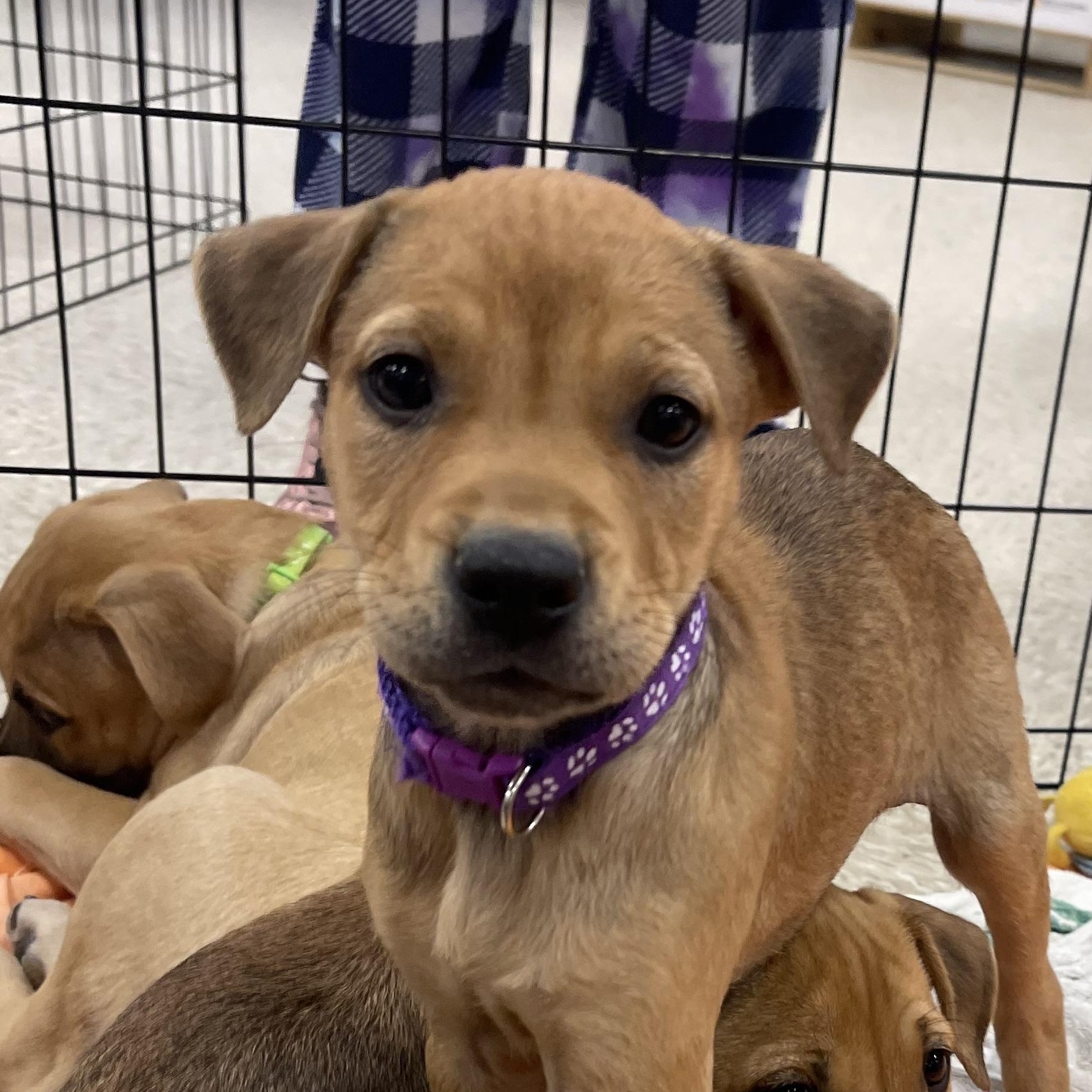 Leo, Adoptable, Puppy Male Labrador Retriever & Carolina Dog.