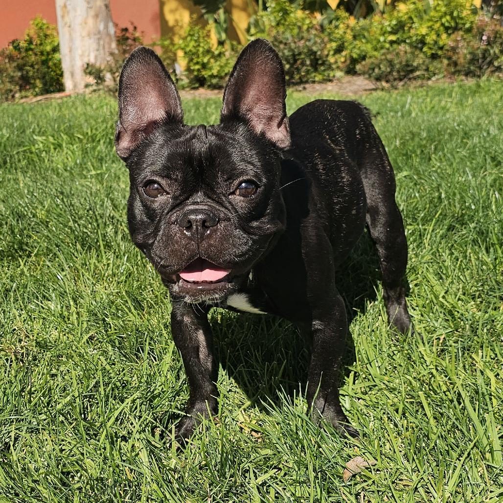Oscar, Adoptable, Adult Male French Bulldog.