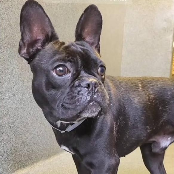 Oscar, a Adoptable French Bulldog in Apple Valley, CA image 2/4