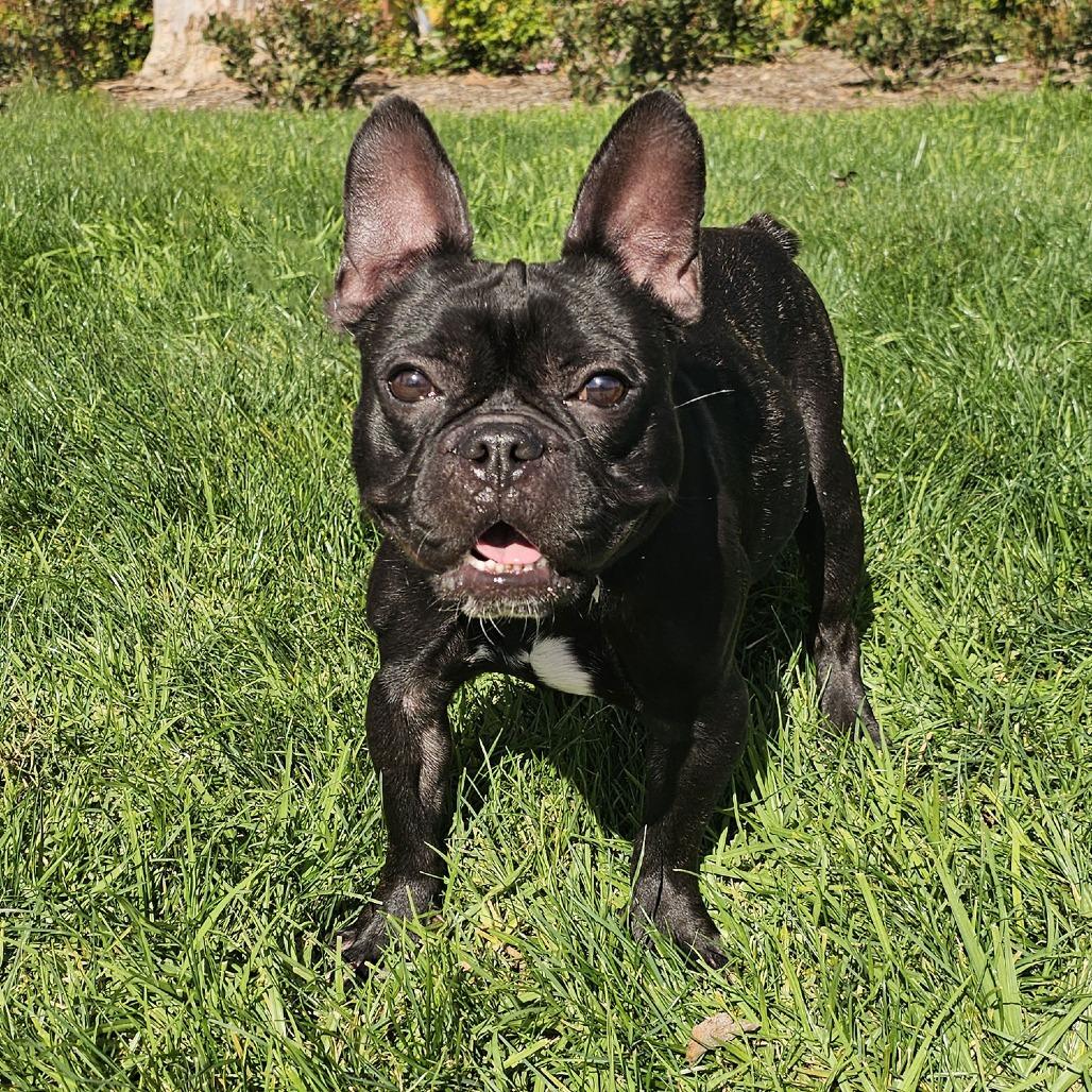 Oscar, a Adoptable French Bulldog in Apple Valley, CA image 3/4