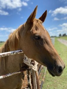 Kimmy, Adopted, Young Female Quarterhorse.