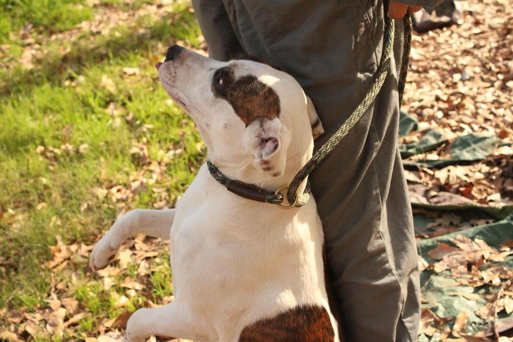 Finley, a Adoptable mixed breed in New Bedford, MA image 1/4
