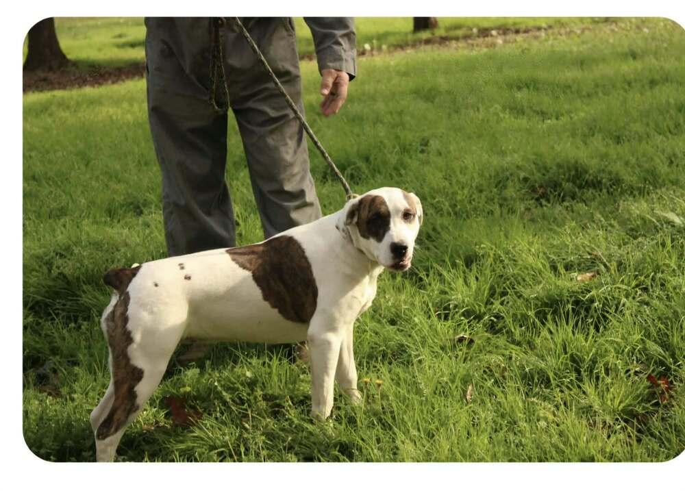Finley, a Adoptable mixed breed in New Bedford, MA image 2/4