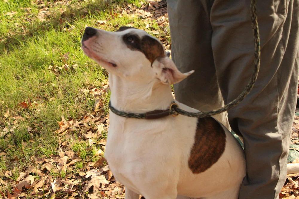 Finley, a Adoptable mixed breed in New Bedford, MA image 3/4