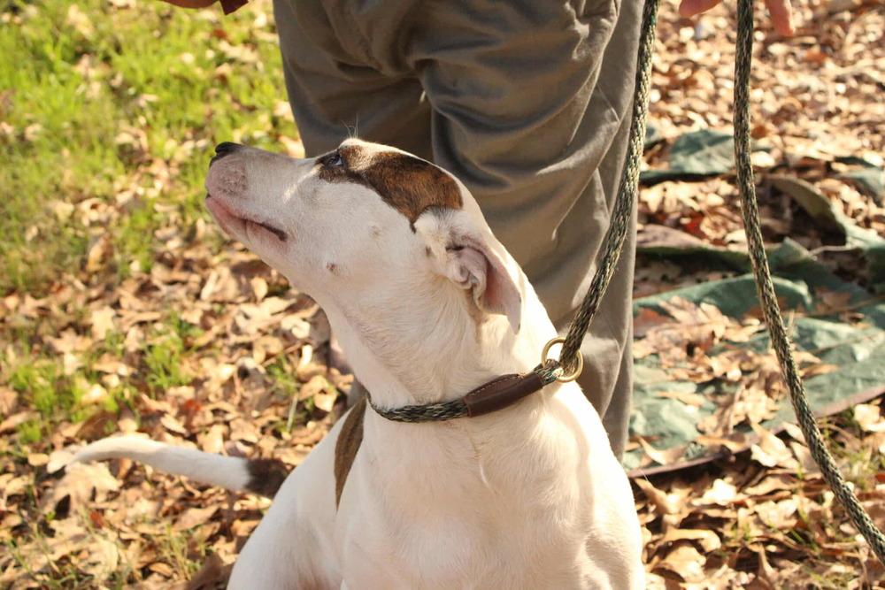Finley, a Adoptable mixed breed in New Bedford, MA image 4/4