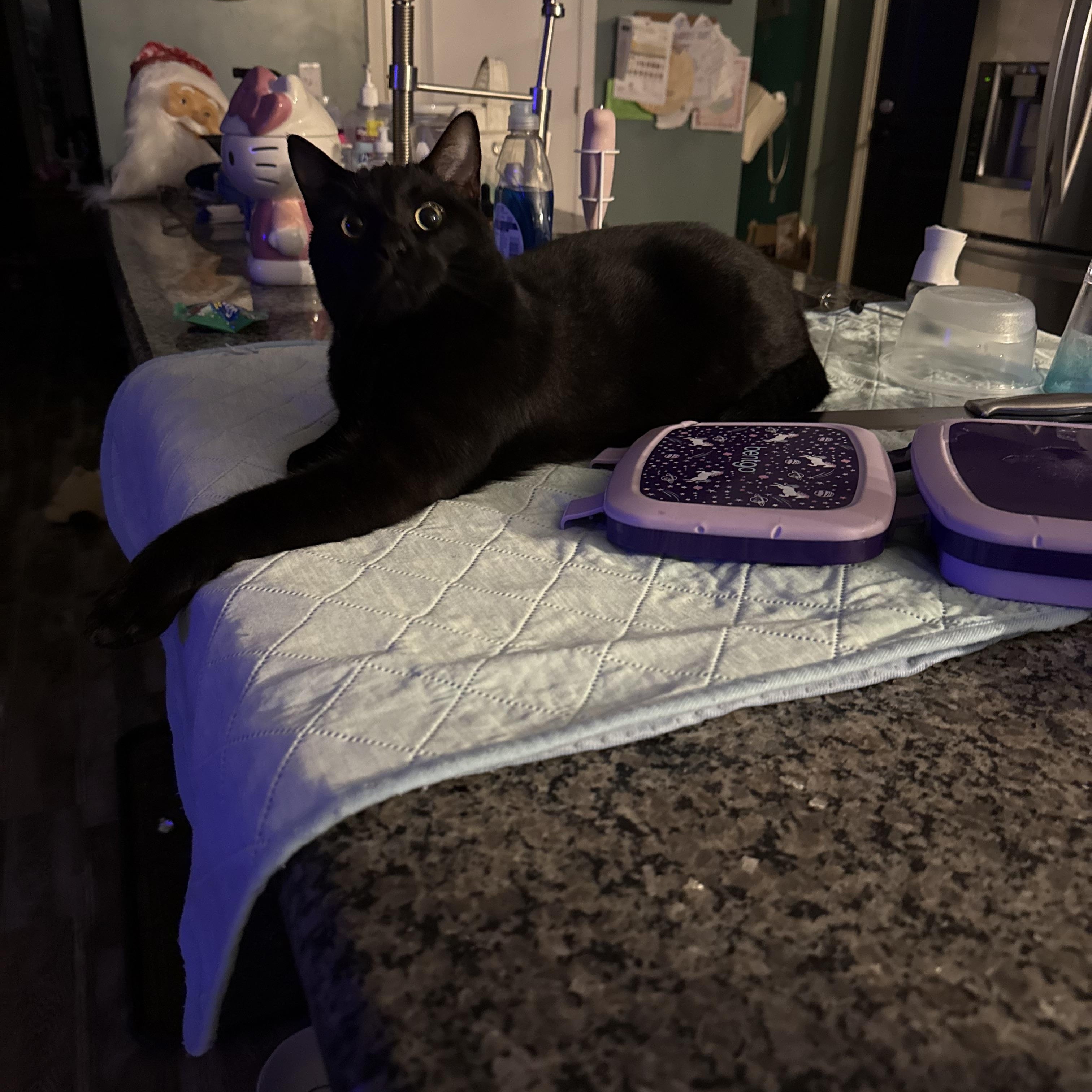 Enlarge Binx , a ADOPTABLE Domestic Short Hair in Mount Croghan, SC image 1/1