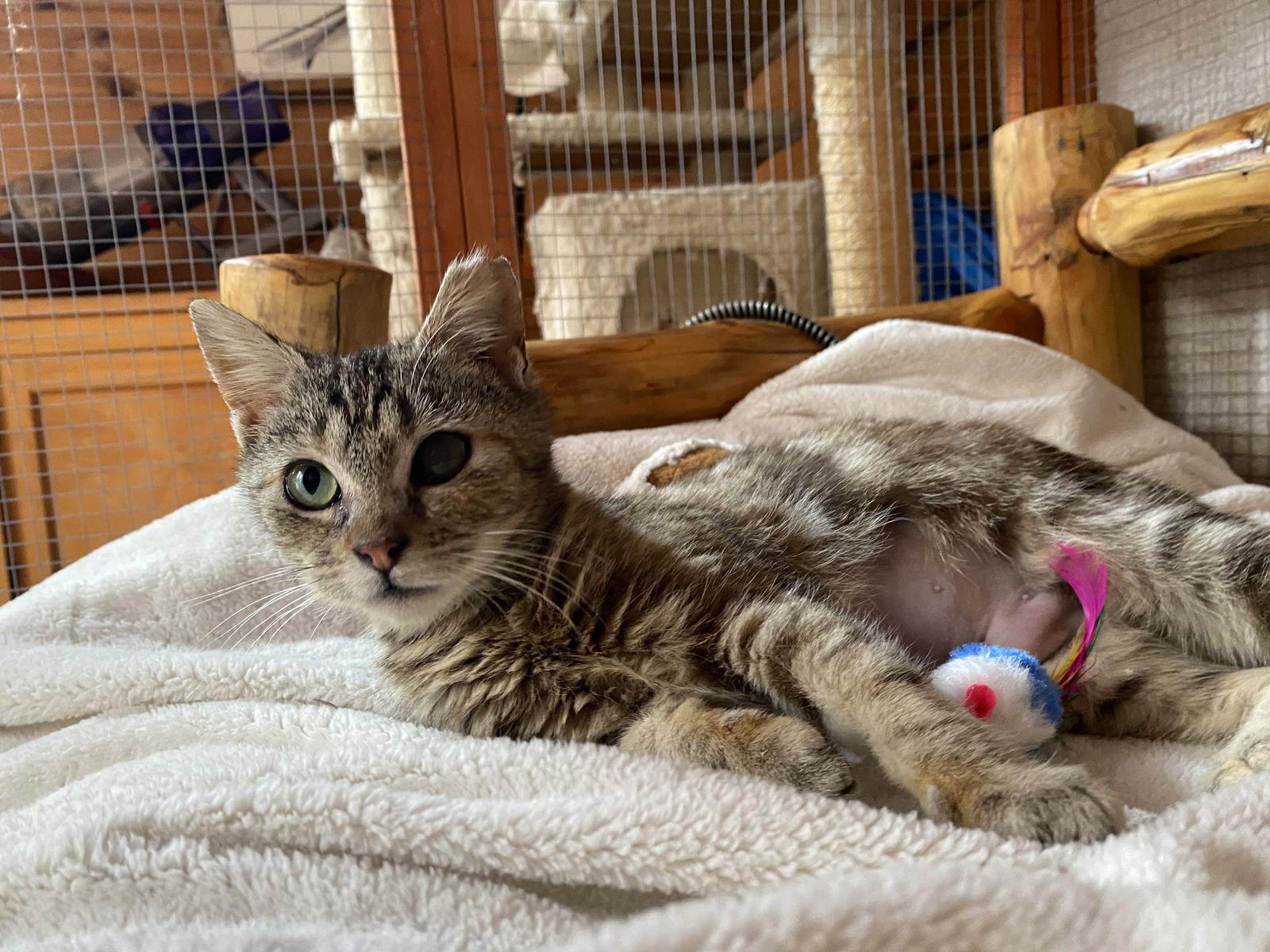 Enlarge Suzi, a Adoptable Domestic Short Hair in danville, CA image 1/3