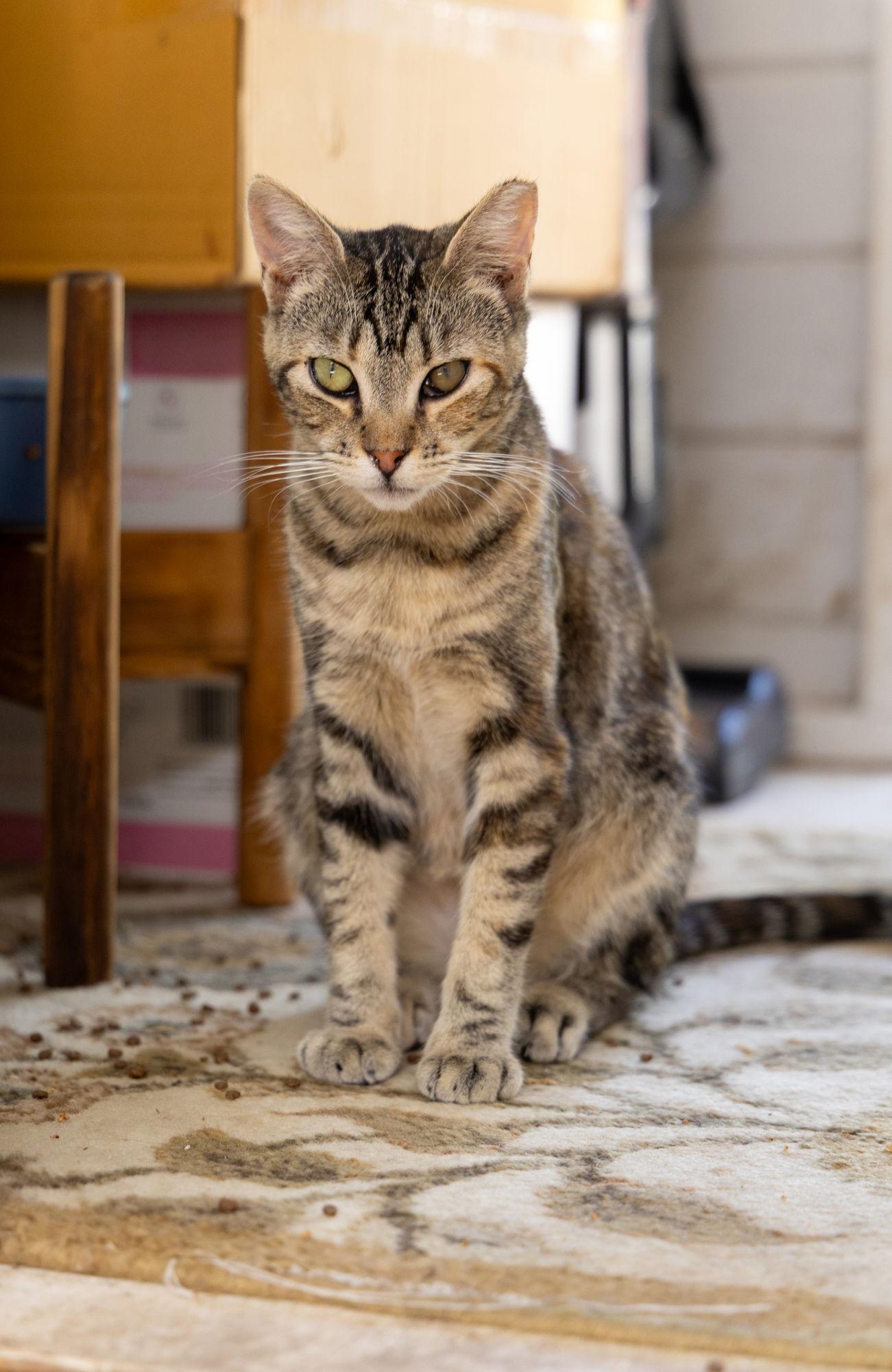 Enlarge Suzi, a Adoptable Domestic Short Hair in danville, CA image 2/3