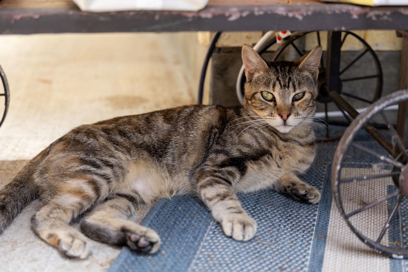 Enlarge Suzi, a Adoptable Domestic Short Hair in danville, CA image 3/3