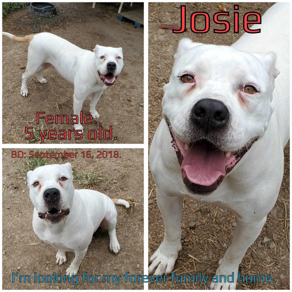 Josie — thumbnail 3