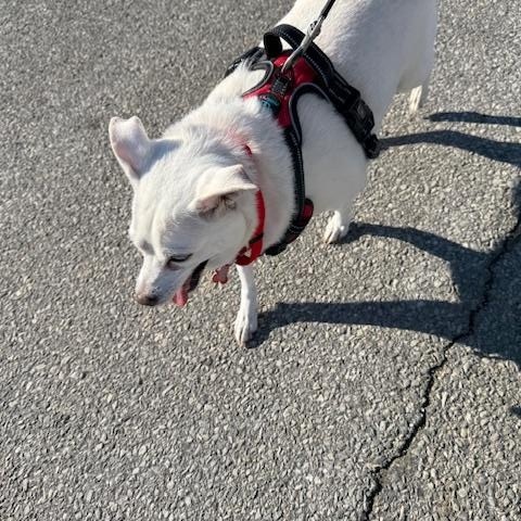 Enlarge Hilo, a ADOPTABLE mixed breed in Wilmington, DE image 4/6