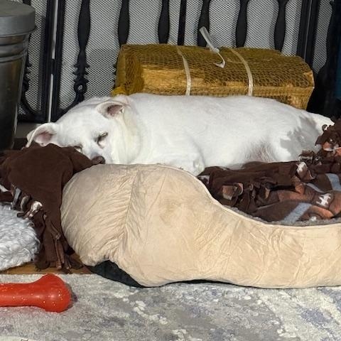 Enlarge Hilo, a ADOPTABLE mixed breed in Wilmington, DE image 3/6