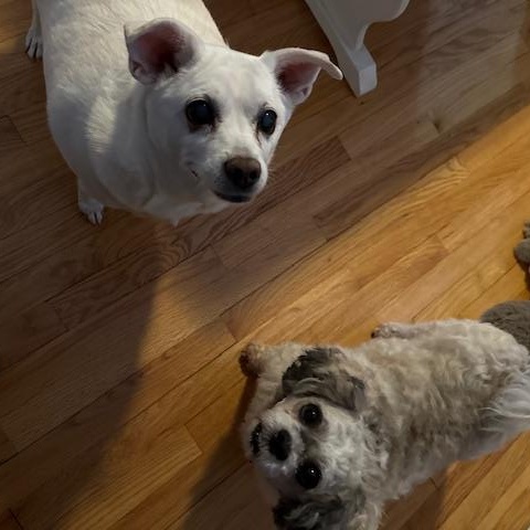 Enlarge Hilo, a ADOPTABLE mixed breed in Wilmington, DE image 2/6