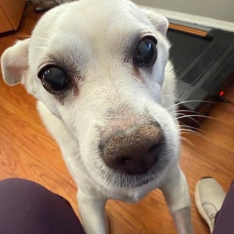 Enlarge Hilo, a ADOPTABLE mixed breed in Wilmington, DE image 5/6