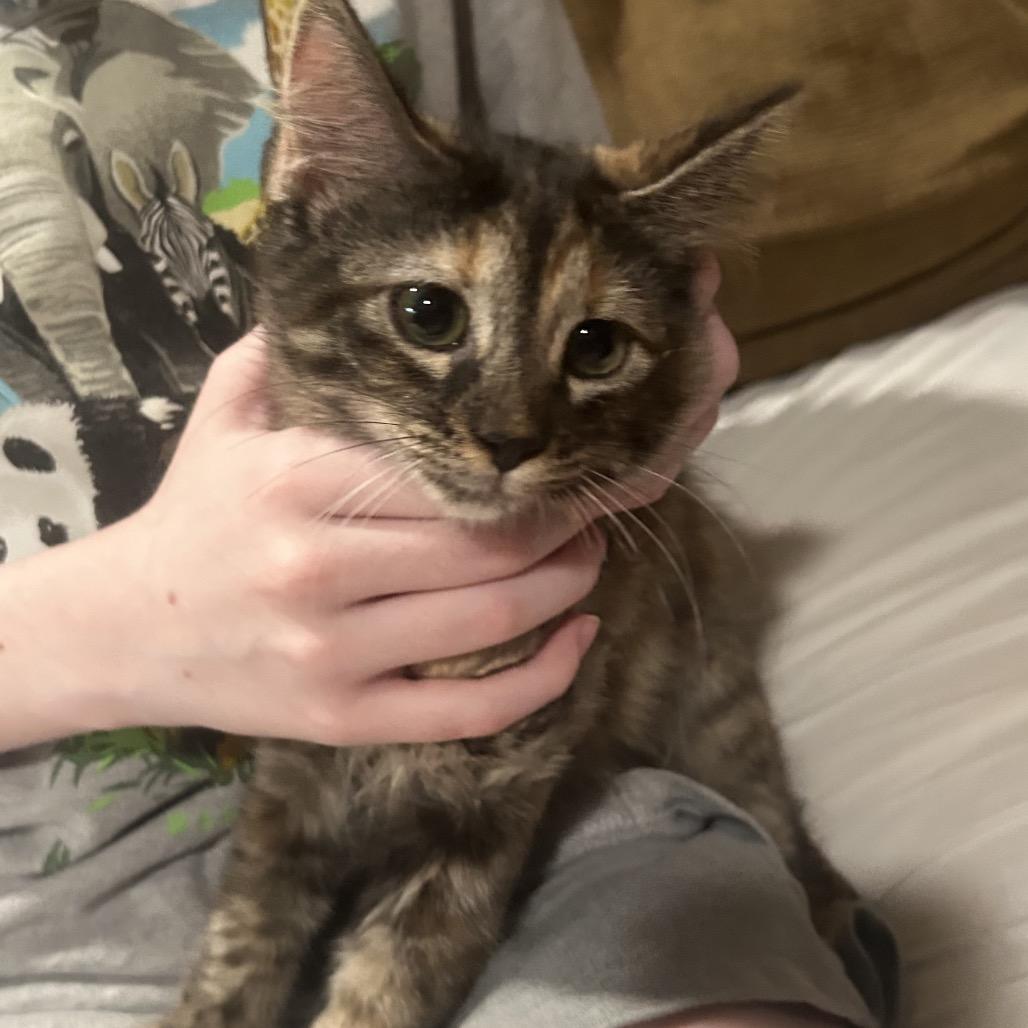 Enlarge Leia, a Adoptable Domestic Medium Hair in Odessa, TX image 1/1