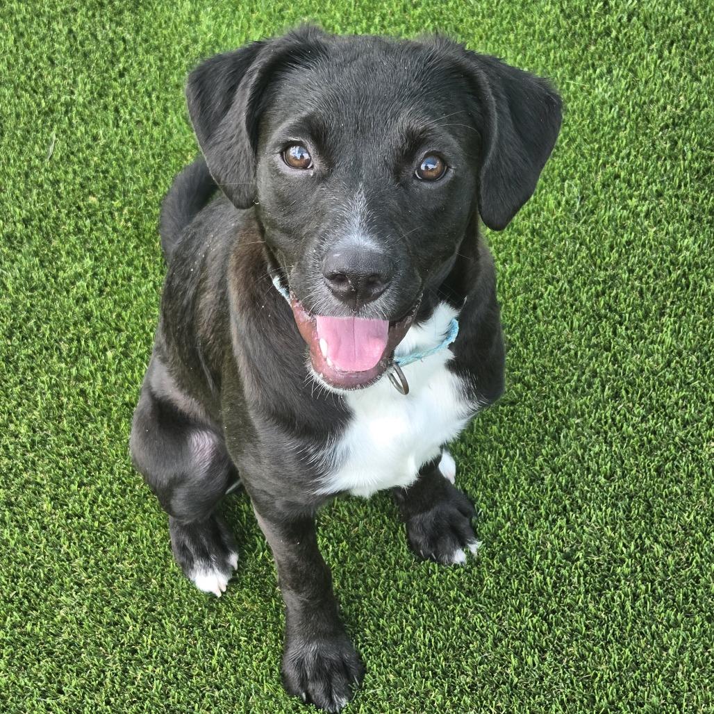 Enlarge Petunia, a Adoptable mixed breed in Bradenton, FL image 1/5
