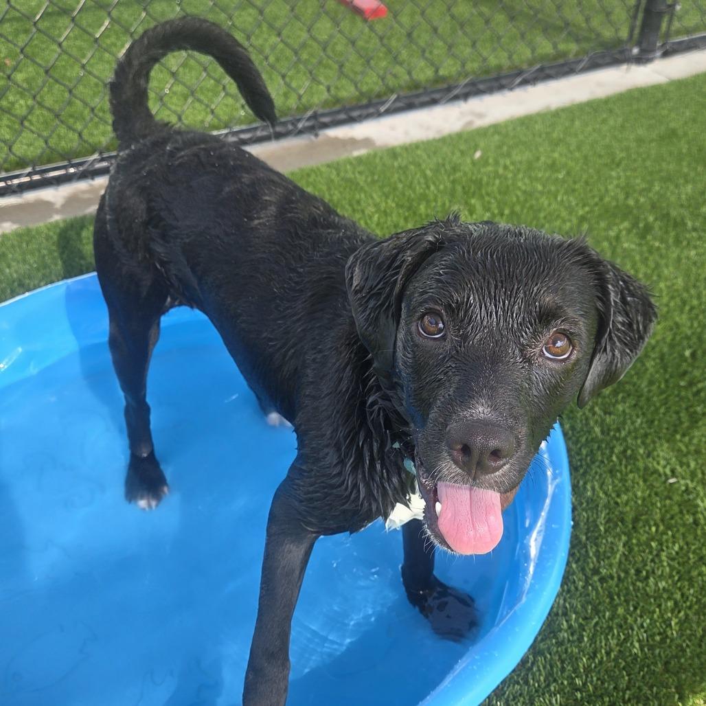Enlarge Petunia, a Adoptable mixed breed in Bradenton, FL image 2/5