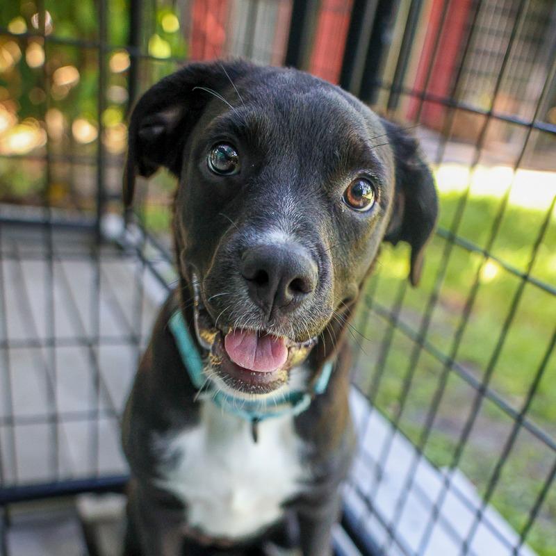 Enlarge Petunia, a Adoptable mixed breed in Bradenton, FL image 3/5