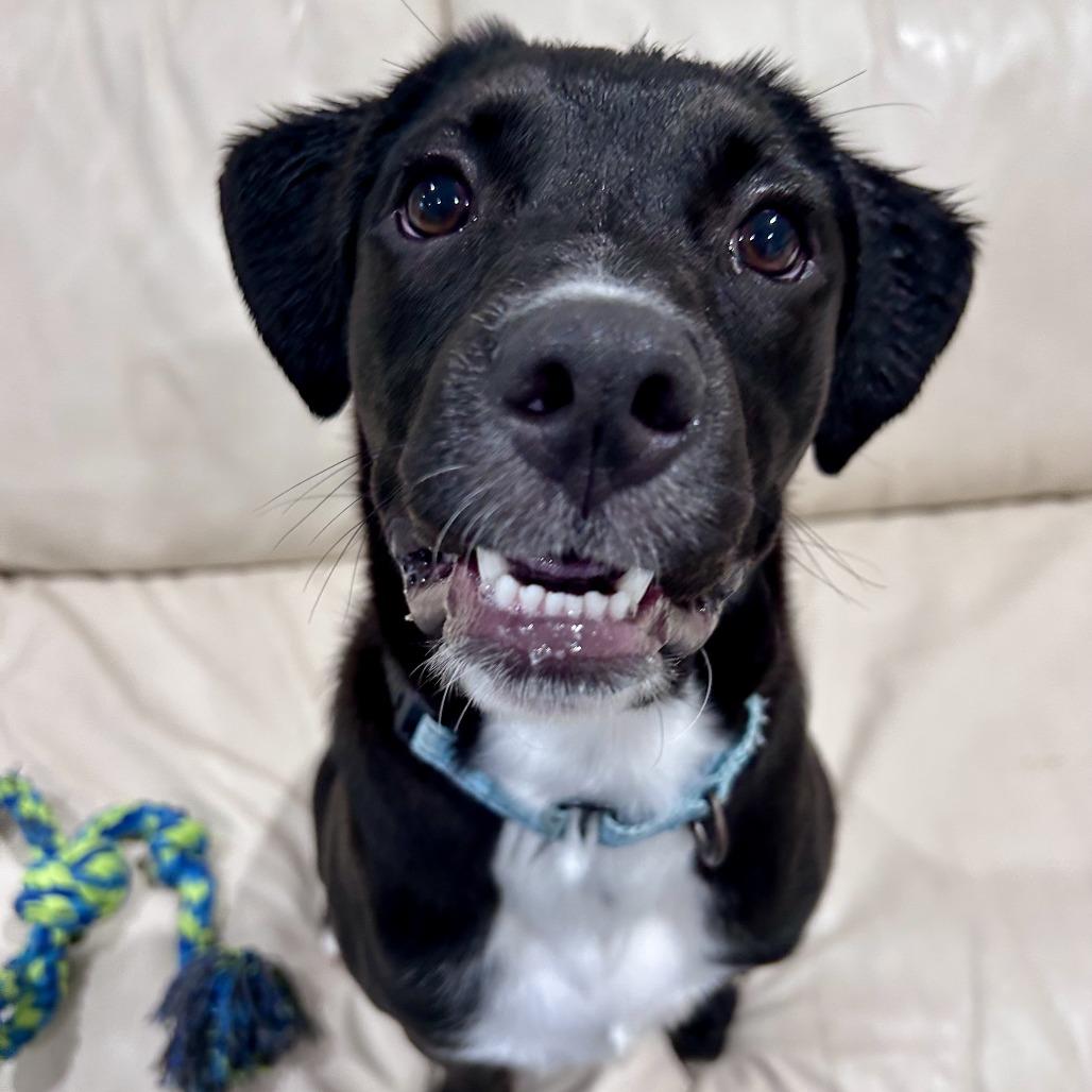 Enlarge Petunia, a Adoptable mixed breed in Bradenton, FL image 4/5