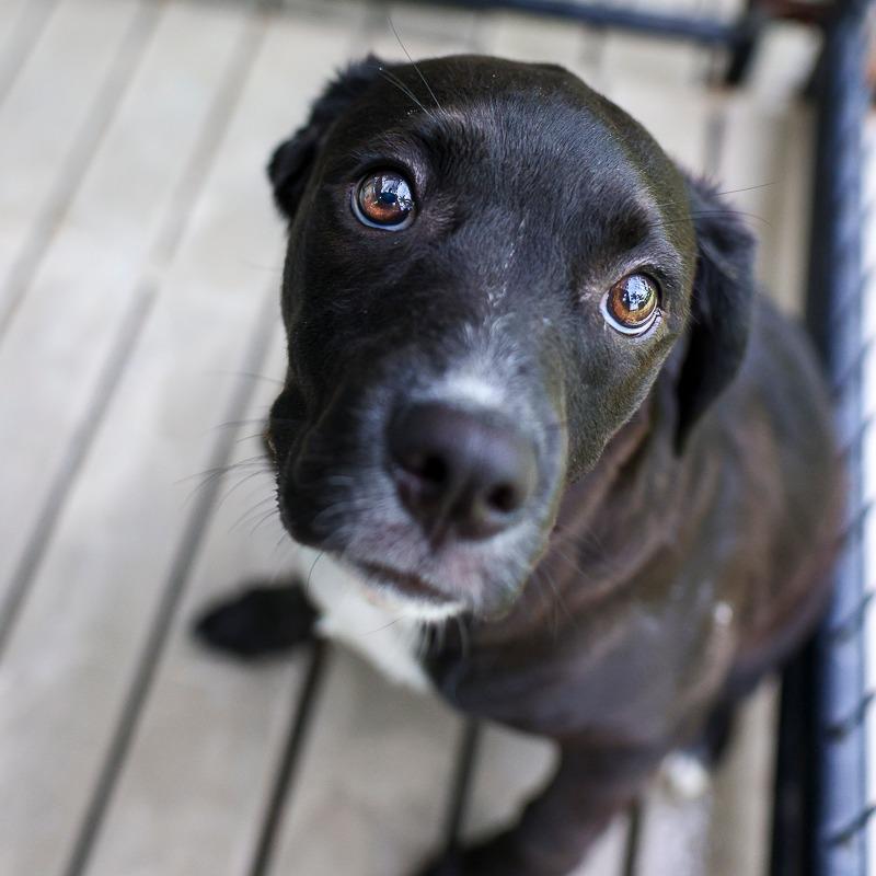 Enlarge Petunia, a Adoptable mixed breed in Bradenton, FL image 5/5