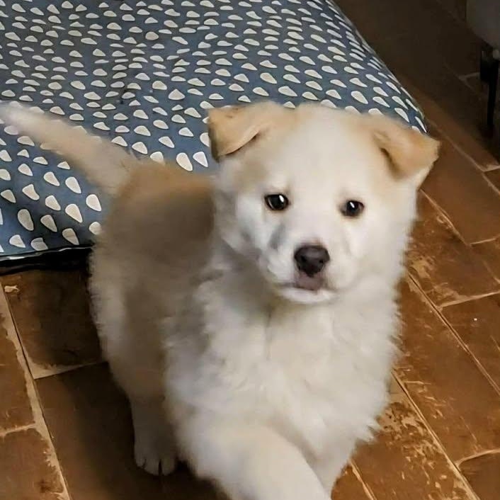 Maskwa (20260120-09)