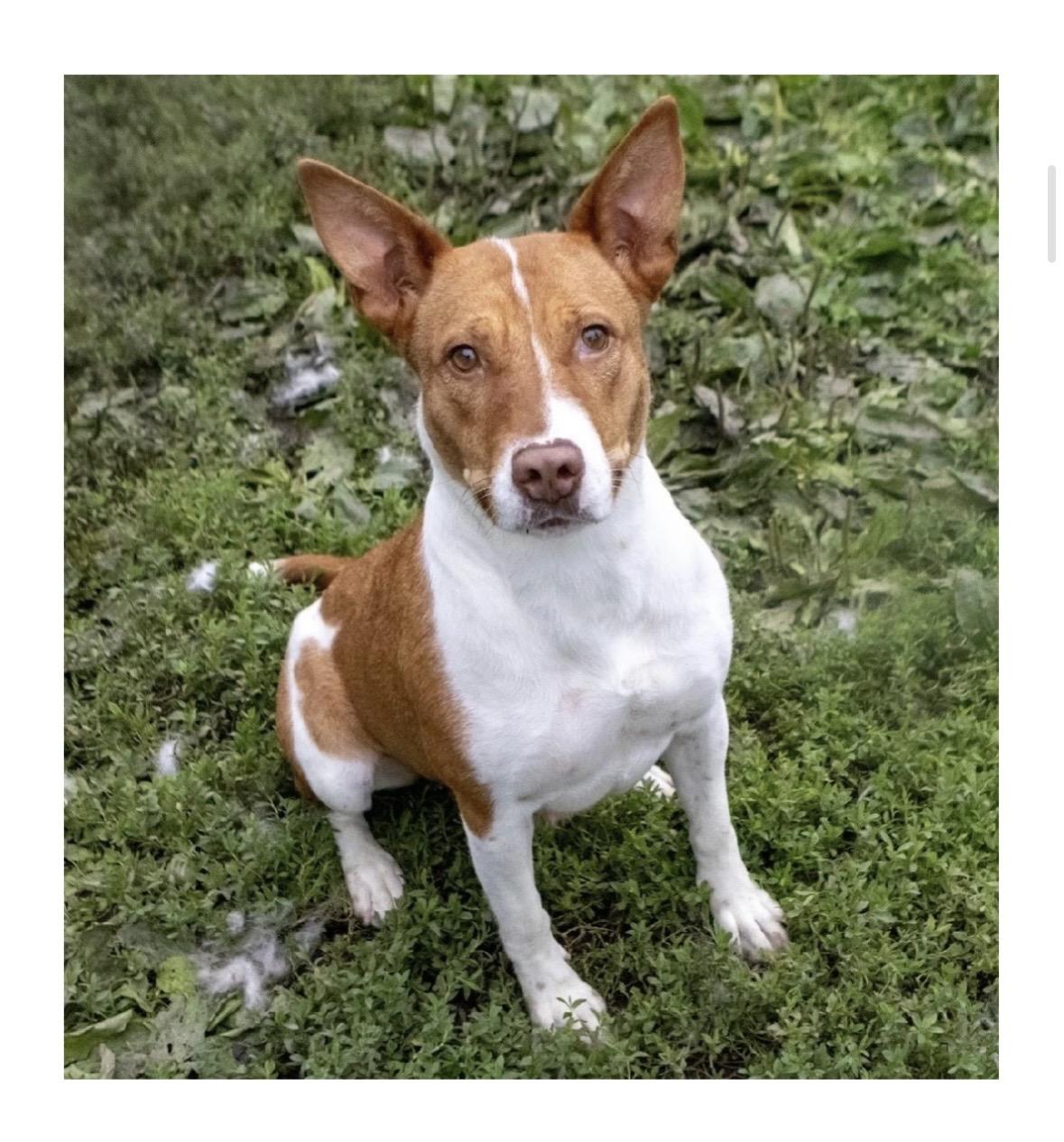 Enlarge Mustang, a Adoptable mixed breed in Chillicothe, MO image 1/1