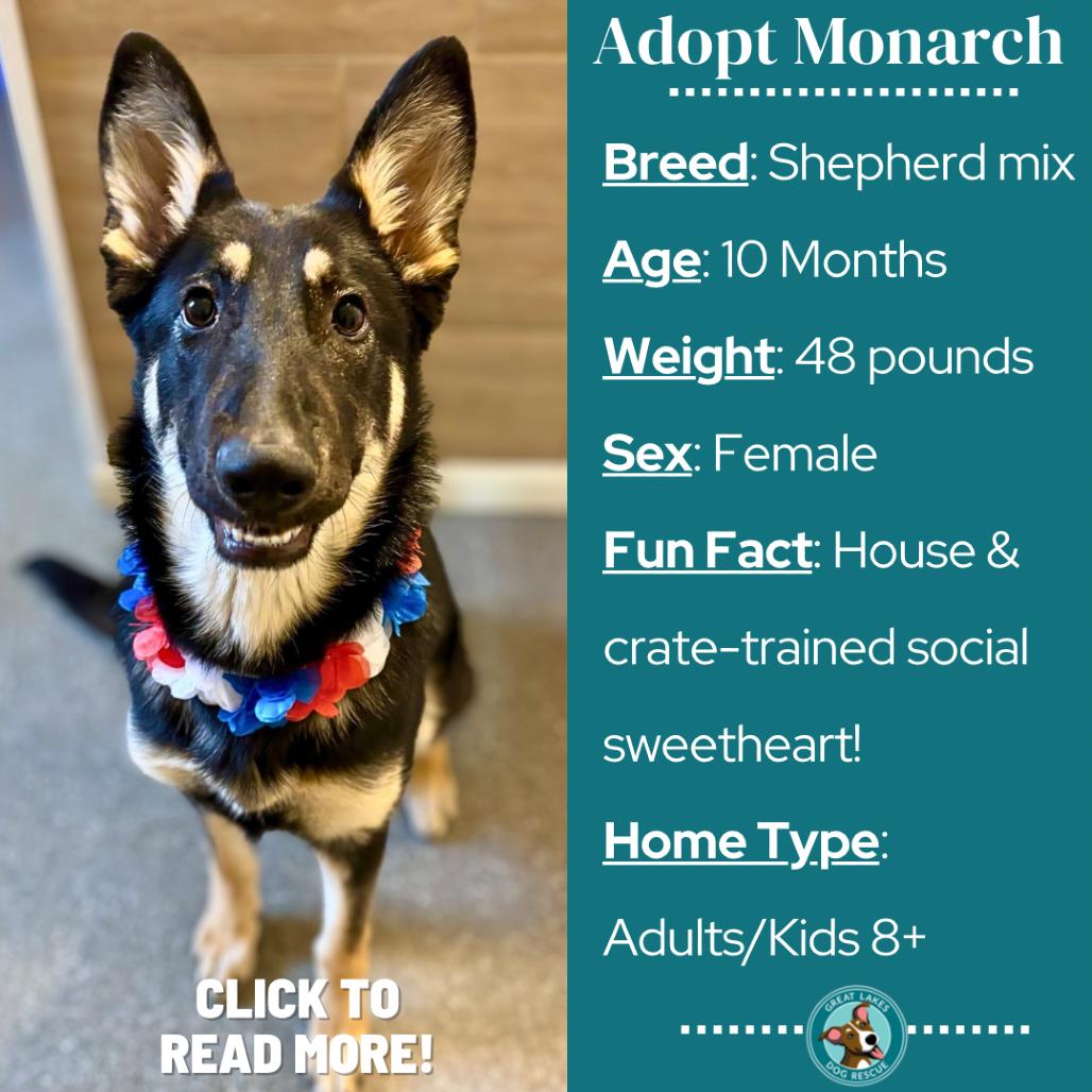 Enlarge Monarch, a Adoptable Shepherd in Metamora, MI image 1/6