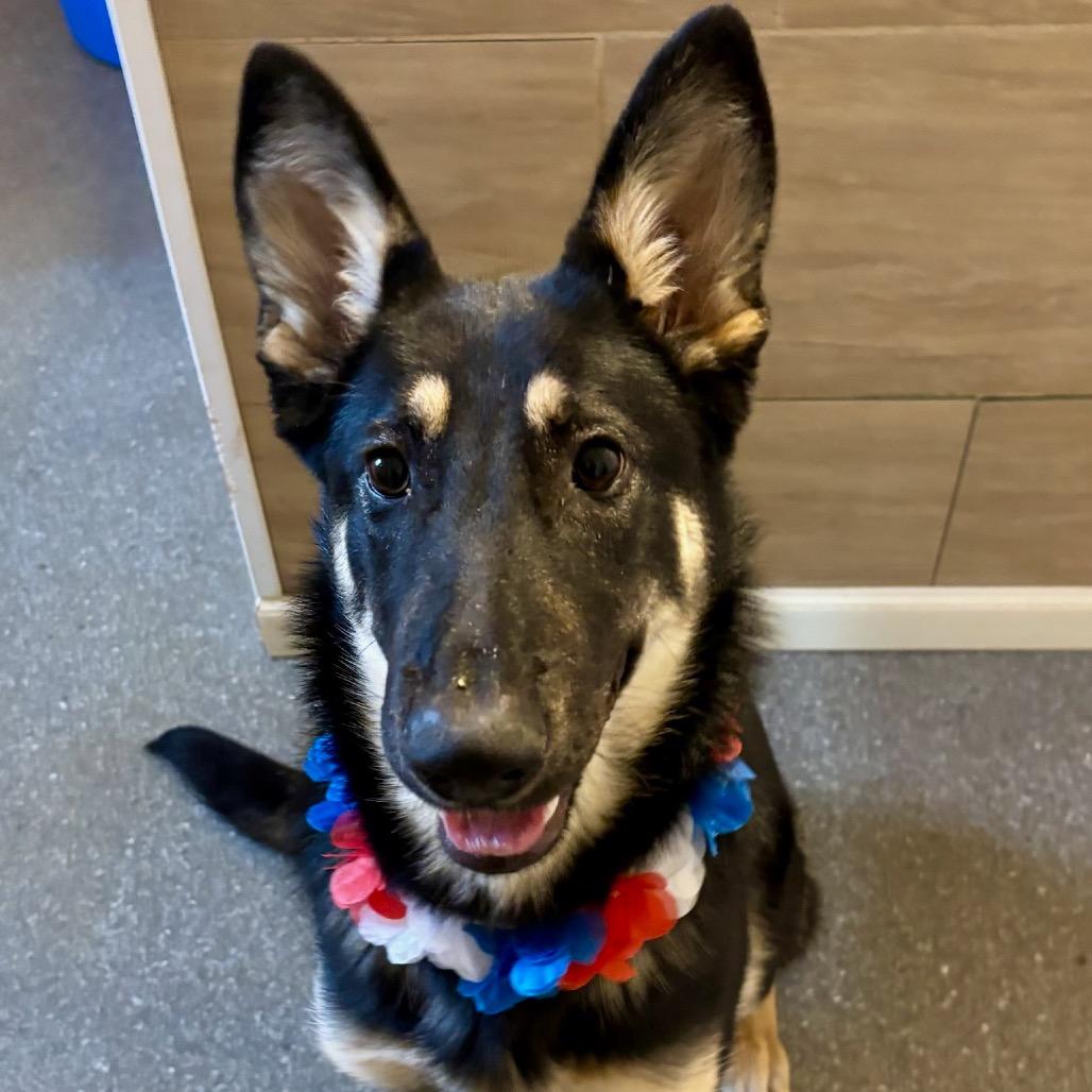 Enlarge Monarch, a Adoptable Shepherd in Metamora, MI image 2/6