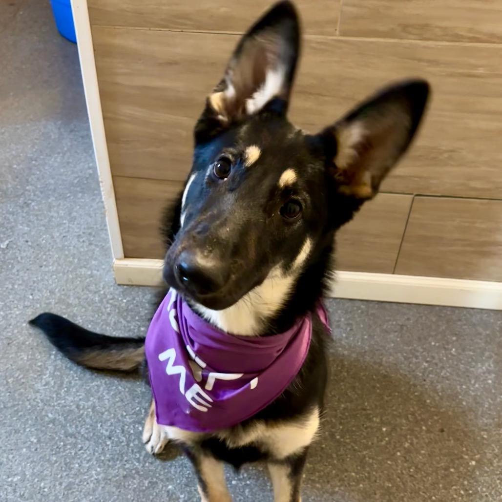 Enlarge Monarch, a Adoptable Shepherd in Metamora, MI image 3/6