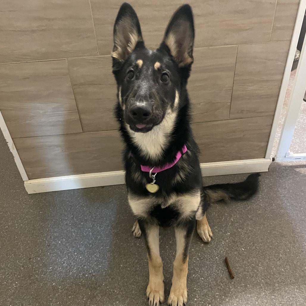 Enlarge Monarch, a Adoptable Shepherd in Metamora, MI image 4/6