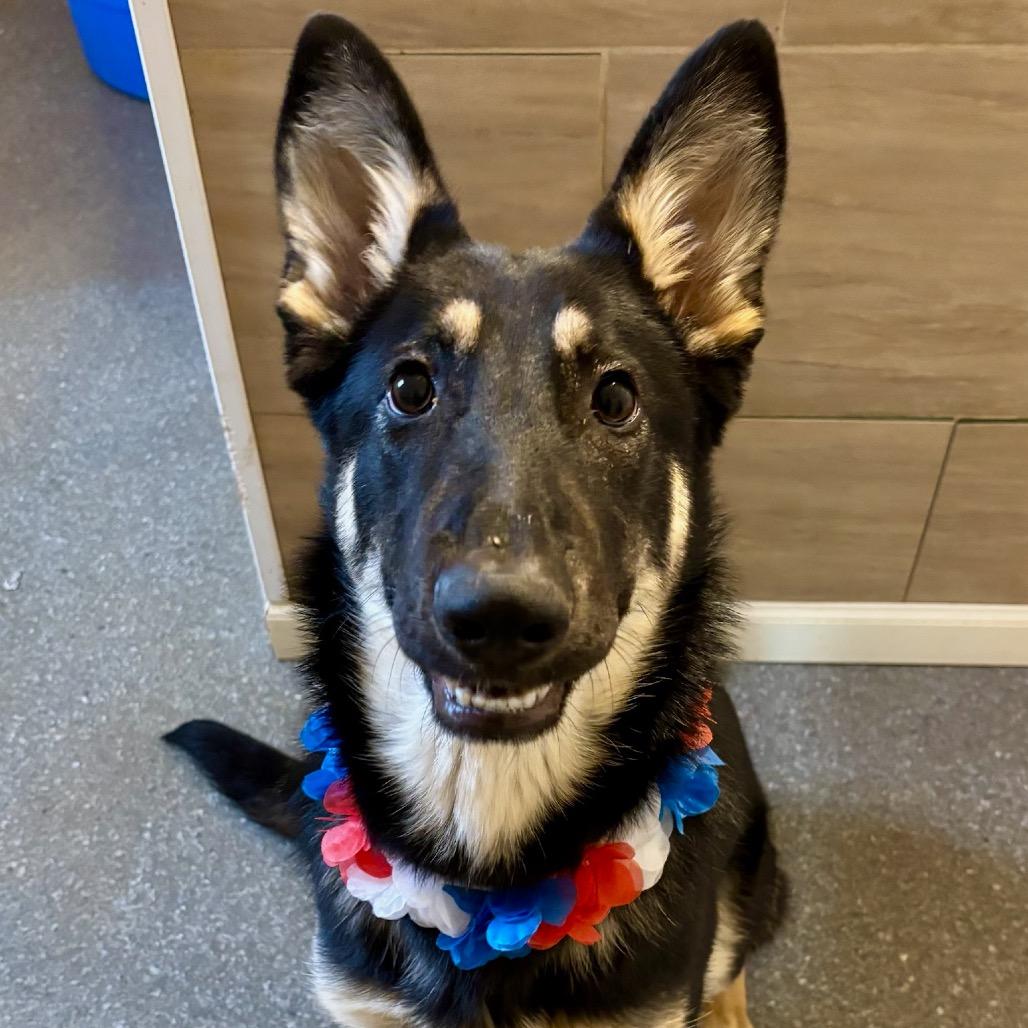 Enlarge Monarch, a Adoptable Shepherd in Metamora, MI image 5/6