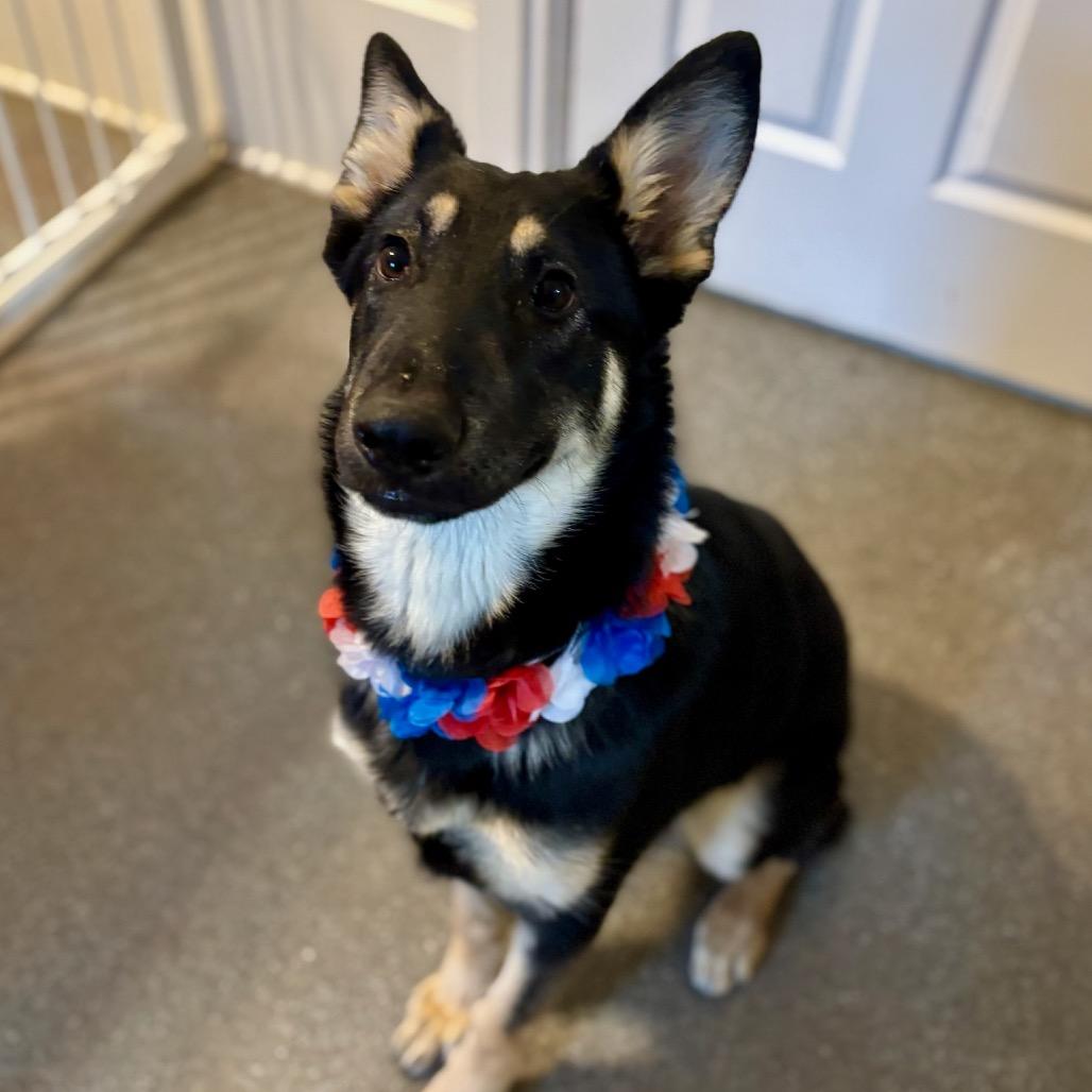 Enlarge Monarch, a Adoptable Shepherd in Metamora, MI image 6/6