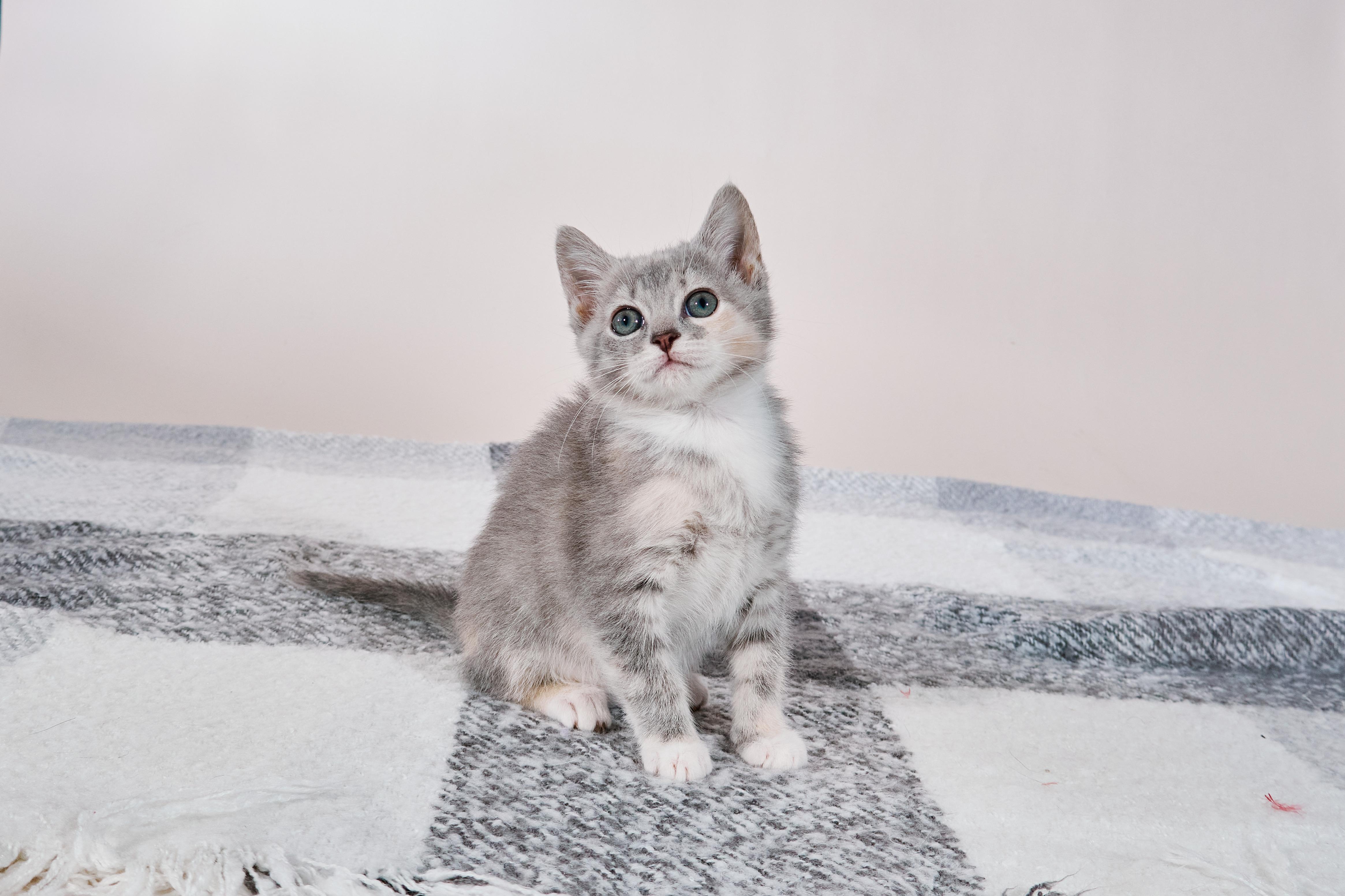 Jasmine, a ADOPTABLE mixed breed in Waxhaw, NC image 1/6