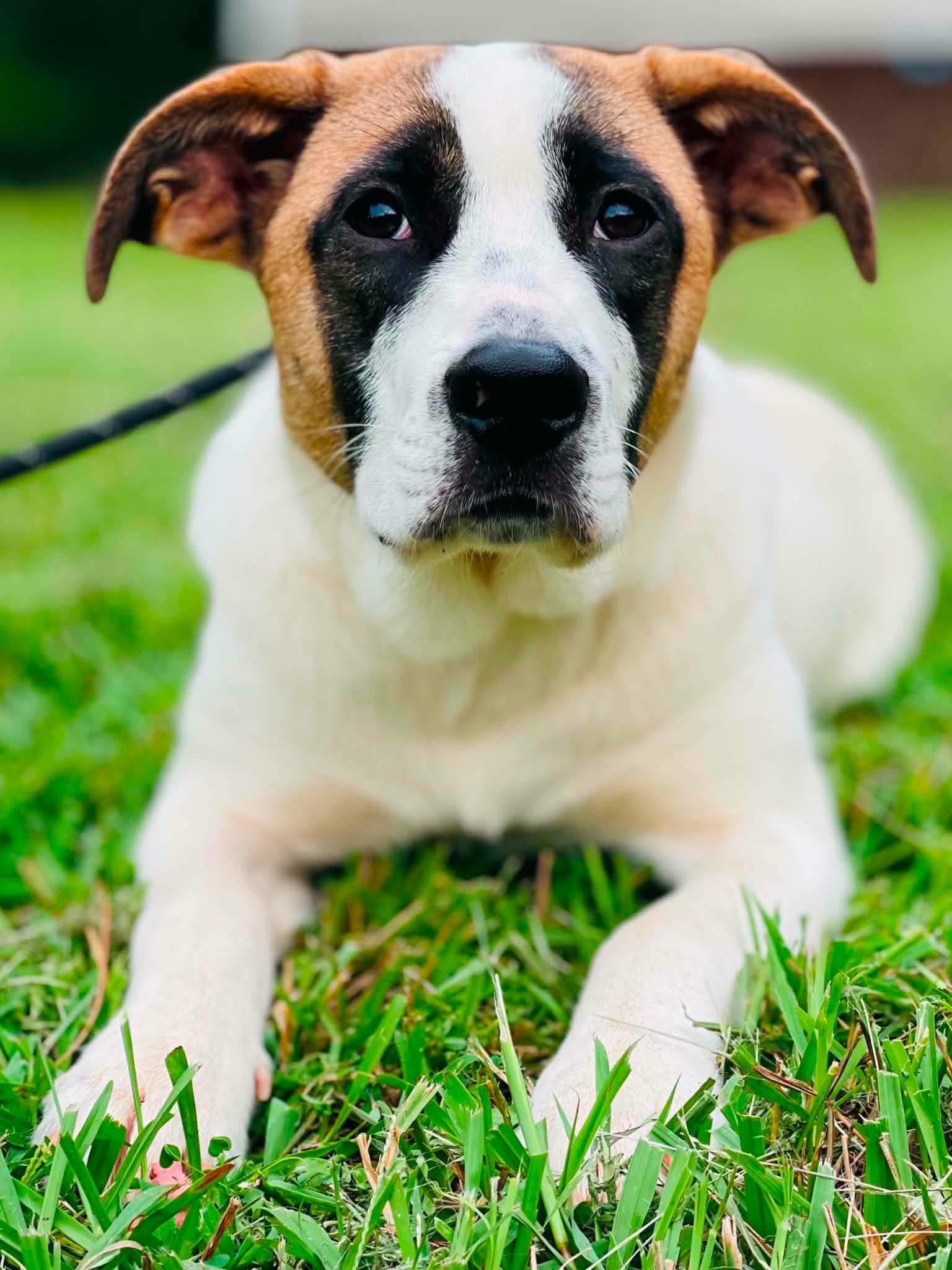 Emmy, Adoptable, Puppy Female Mixed Breed.