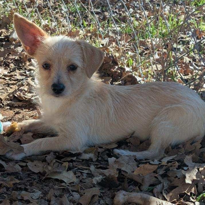 Enlarge Cupcake, an adoptable Terrier in Lewisville, TX image 4/4