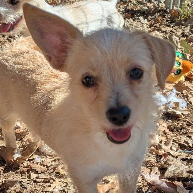 Enlarge Cupcake, an adoptable Terrier in Lewisville, TX image 2/4