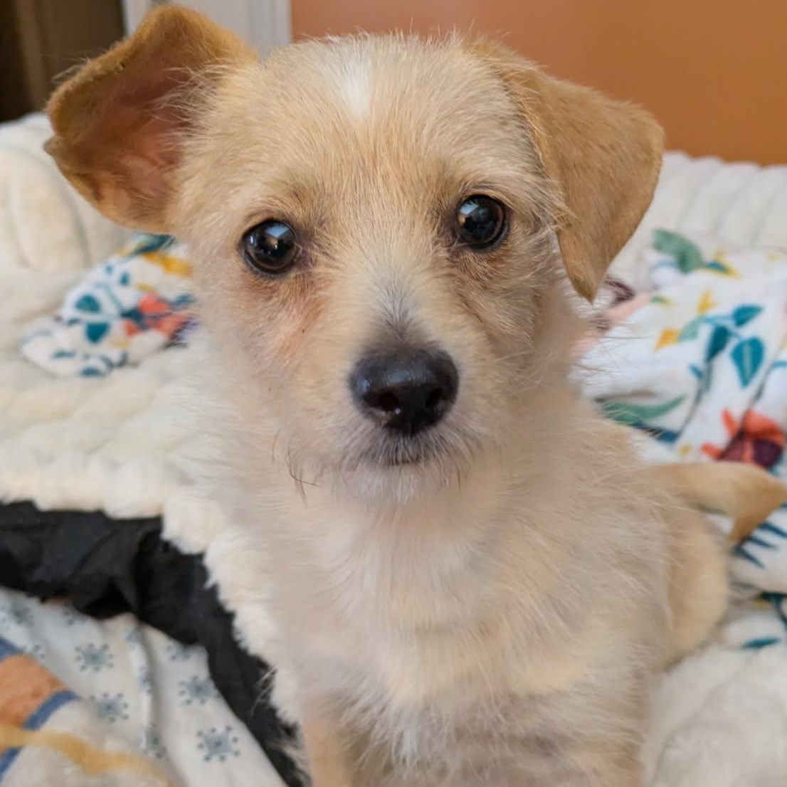 Cupcake, adoptable, Young Female Terrier.