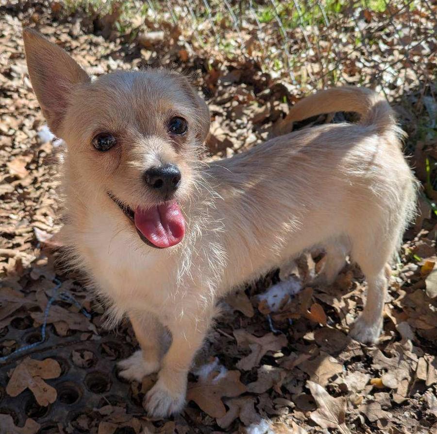 Enlarge Cupcake, an adoptable Terrier in Lewisville, TX image 3/4