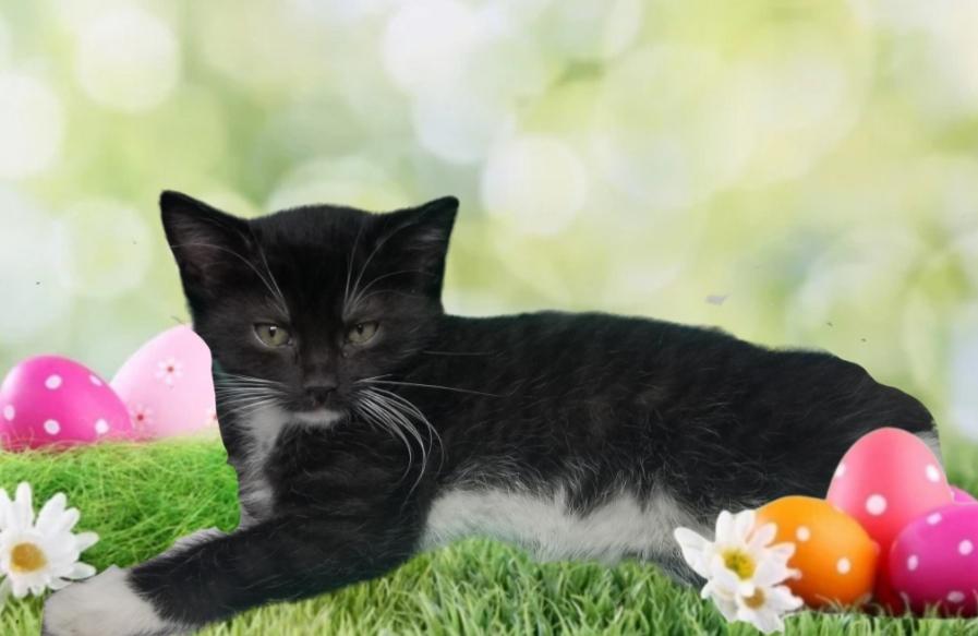 Magnesite, Young Female Domestic Short Hair