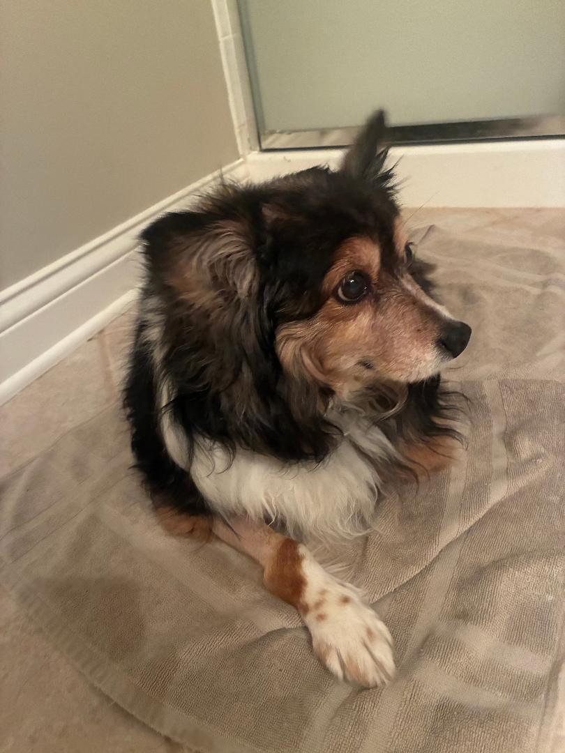 Enlarge Abby, a Adoptable Shetland Sheepdog / Sheltie in Mission, KS image 1/2