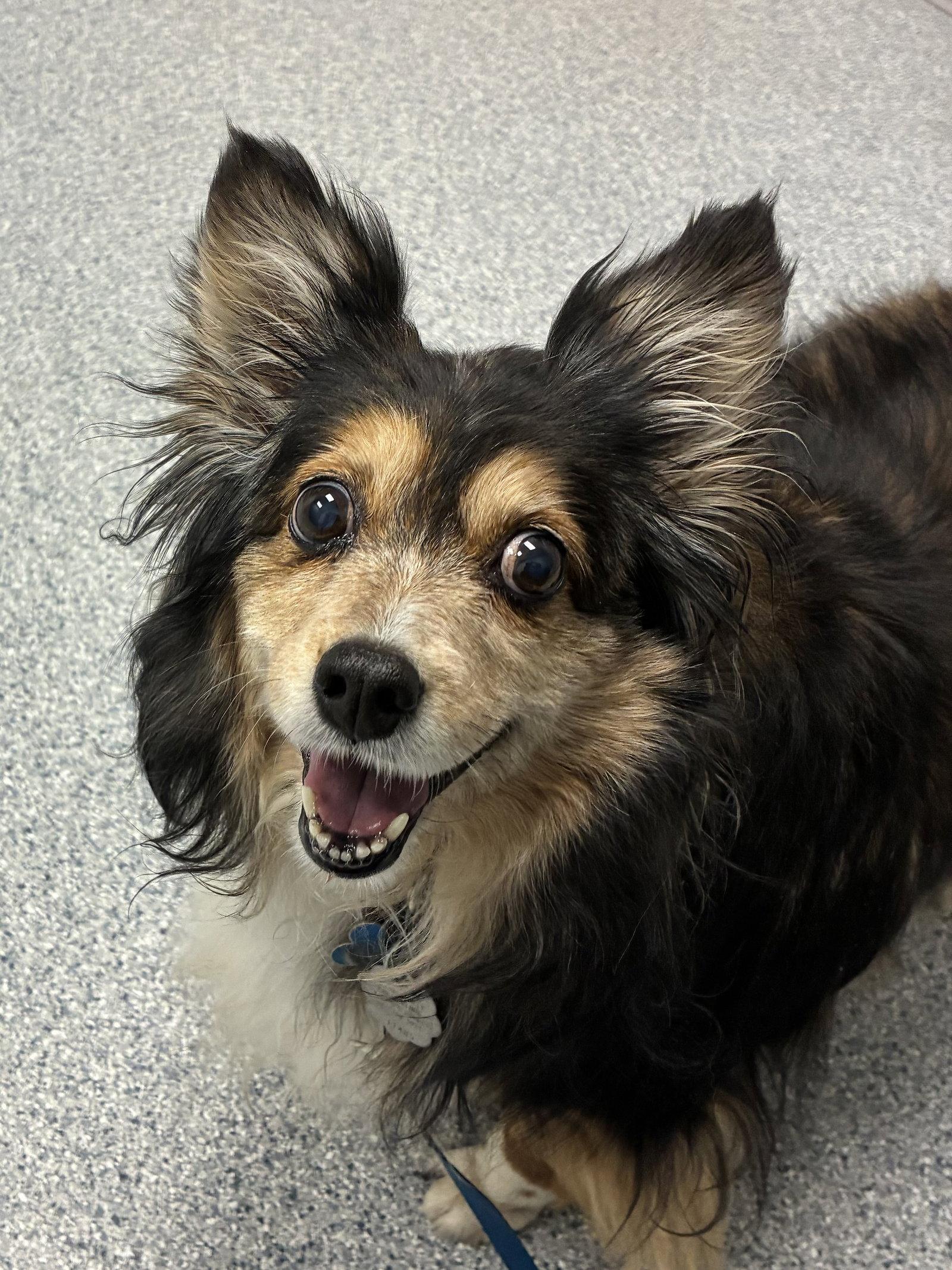 Enlarge Abby, a Adoptable Shetland Sheepdog / Sheltie in Mission, KS image 2/2