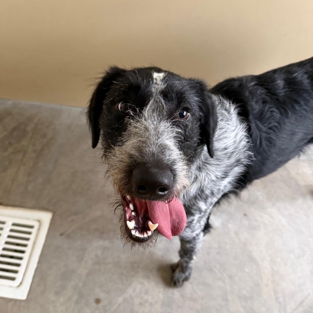 Enlarge Oreo, a Adoptable mixed breed in Cody, WY image 1/2