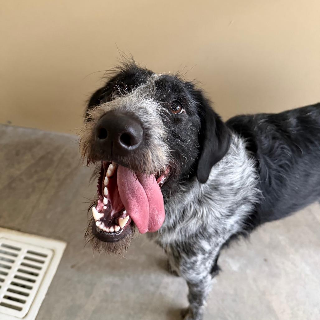 Enlarge Oreo, a Adoptable mixed breed in Cody, WY image 2/2