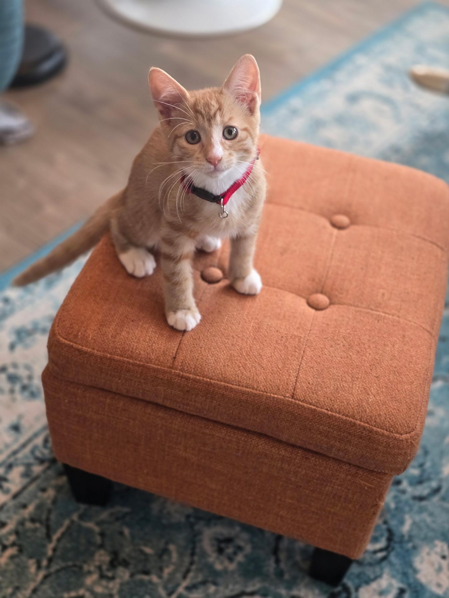 Tangerine, Baby Male Domestic Short Hair