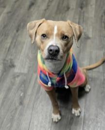 Adam, Adoptable, Adult Male Staffordshire Bull Terrier & Labrador Retriever.