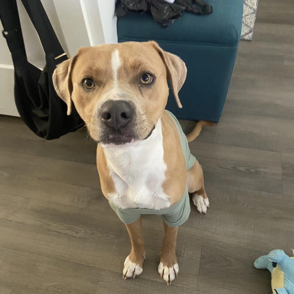 Enlarge Adam, a Adoptable mixed breed in Aurora, CO image 1/6