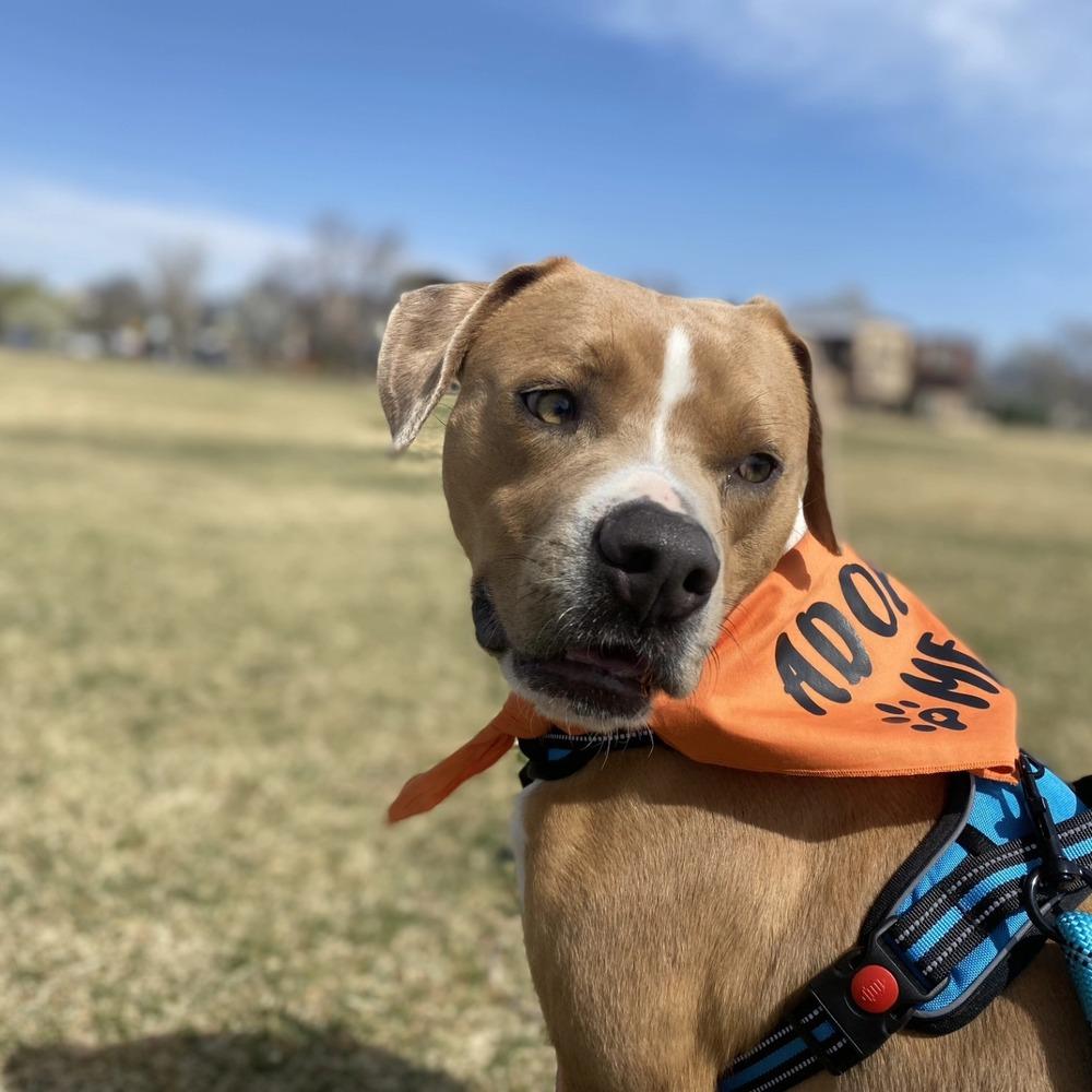 Enlarge Adam, a Adoptable mixed breed in Aurora, CO image 2/6