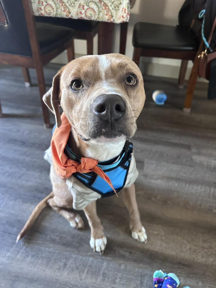 Enlarge Adam, a Adoptable mixed breed in Aurora, CO image 2/5